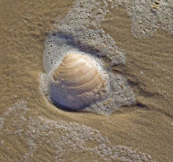 Shell in spume