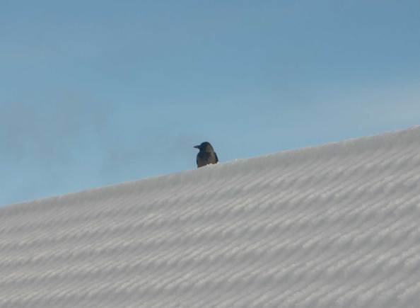 Bird on snow roof 